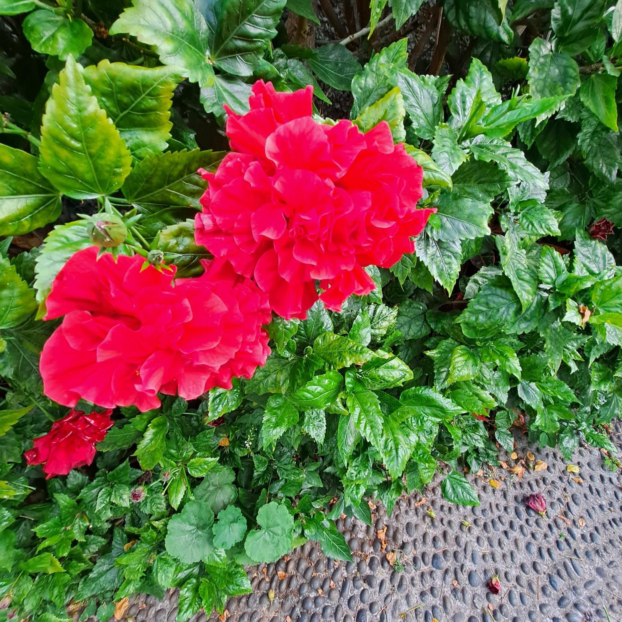 Chale Funchal - City View Екстериор снимка